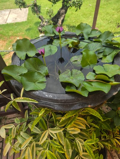 The image shows a close-up, slightly elevated view of a water lily pond situated in Phra Nakhon Si Ayutthaya City Municipality, Thailand. The pond is contained in a dark-colored, likely ceramic, pot. The water surface is partially covered with vibrant green lily pads, some displaying dark, patterned markings. Two pink water lily blossoms are visible. Adjacent to the pot, on the right side of the frame, there are plants with yellow and green variegated leaves, possibly small bamboo. In the background, glimpses of green grass, a tree trunk, and a portion of a building are present, providing environmental context.