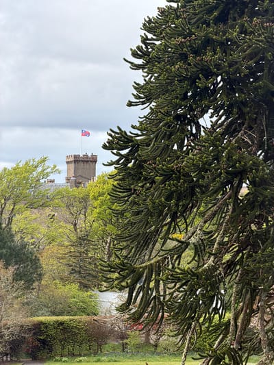 The image shows a landscape scene with a castle in the background, partly obscured by tree foliage in the foreground. The castle has a tower and a flag flying on top. The flag features a design of two intersecting blue lines or crosses on a red field. A variety of green trees and bushes surround the castle. The sky appears cloudy and overcast. The location is Dunvegan, United Kingdom.