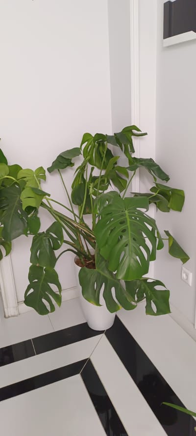 The image depicts a large Monstera plant in a white pot, positioned in the corner of a room. The walls are white, and there is a decorative white molding along the wall. The floor features a distinctive pattern of black and white stripes. The plant has large, fenestrated green leaves and appears to be healthy. There is a white electrical outlet visible on the right wall. The scene is indoors, in a well-lit room. The provided information that this scene is located in the city of Baghdad, Uzbekistan is not verifiable from the image itself.