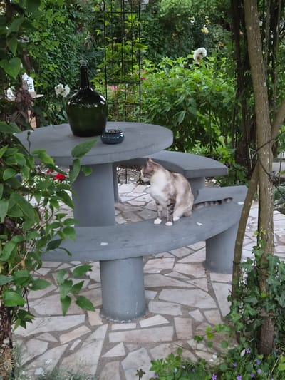 A cat is sitting on a concrete bench at a concrete table in a garden. The cat is light brown and white with tabby markings. The table and benches are grey concrete. There is a dark green glass bottle and a small blue ashtray on the table. The garden is lush with green foliage, flowers, and trees. The ground is paved with light-colored flagstones. The scene is outdoors, in what appears to be a residential garden. The image is taken from a slightly elevated angle, looking down at the table and cat.