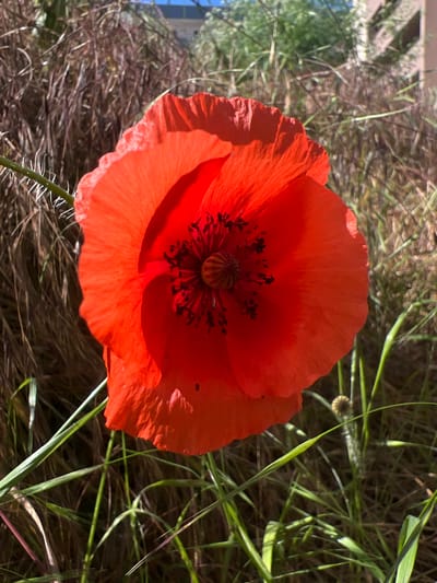 A close-up, top-down shot captures a vibrant red poppy flower blooming amidst dry grass and green blades of grass. The poppy's petals are a rich, saturated red, with subtle creases and a delicate, almost translucent edge. In the center of the flower, a dark disc is surrounded by numerous black stamens, creating a stark contrast against the bright red. The surrounding ground is covered in a layer of dry, brown grass and straw, interwoven with thin, green grass stalks. Some of these stalks are sharp and pointed, while others are more delicate and curved.

In the background, out of focus, hints of a building and a blue sky are visible, suggesting an outdoor setting. The lighting indicates it is daytime, with shadows cast on the poppy's petals, highlighting their texture and form. The overall impression is one of natural beauty and a moment captured in time, likely during the warmer months when poppies are in bloom. The scene appears peaceful and serene, focusing solely on the intricate details of the poppy and its natural environment. There is no visible text in the image. The location context of Năvodari, Romania, suggests this could be a common wild poppy found in fields or along roadsides in the region.