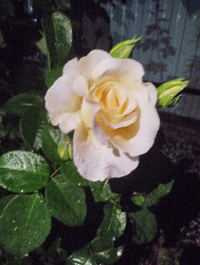 This is a close-up, slightly grainy, nighttime photograph of a light-colored rose in Urkovo, Russia. The rose, likely yellow or cream-colored, is in focus and shows water droplets on its petals, suggesting recent rain or dew. Two rosebuds, green with yellow tips, are visible to the right of the main bloom, also appearing wet. The rose's leaves are dark green and also have water droplets. The background is dark and out of focus, with hints of green foliage and a textured, dark surface, possibly a wall or fence. No people or other objects are discernible. The scene appears to be in a garden or outdoor setting.
