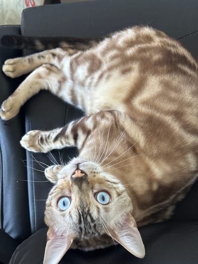 The image shows a domestic cat, likely a Bengal breed, lying on its back on a dark surface, possibly a leather chair. The cat has distinctive spotted and striped fur in shades of brown and cream, and its eyes are a striking bright blue. Its front paws are crossed, and its body is relaxed. The lighting suggests an indoor environment. There is no discernible information about the location in the city of Gornyi Erik, Russia, or any people present.