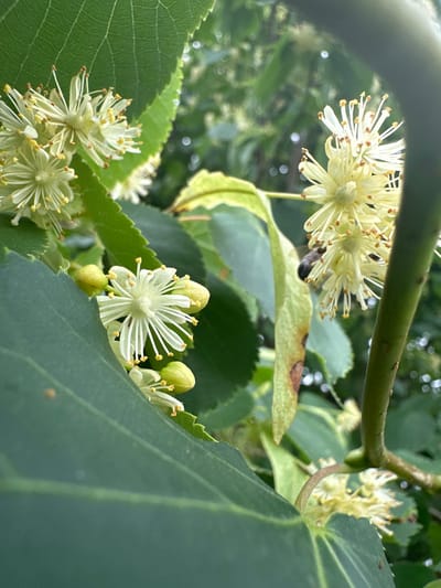 This media file captures a close-up view of linden tree blossoms and leaves, with a bee actively engaged in collecting pollen. The blossoms are small, star-shaped, and pale yellow, with delicate white petals and prominent stamens tipped with orange anthers. Several unopened buds, a lighter green color, are also visible. The leaves are broad, heart-shaped, and a deep green, with serrated edges and prominent vein patterns. One leaf shows a small brown spot, suggesting a minor imperfection.
The scene is set amongst the branches of a linden tree, with a thick, dark green branch extending diagonally across the upper portion of the frame. The background is a blur of green foliage and soft, circular bokeh lights, indicating a shallow depth of field and a bright, possibly sunny, environment. The lighting suggests it is daytime, likely during the warmer months when the linden trees are in bloom. The presence of the bee points to a natural, outdoor setting, possibly a park, garden, or rural area like Biczyce Dolne, Poland, as indicated by the location context. The overall mood is serene and indicative of a healthy natural ecosystem. No text is visible in the image.