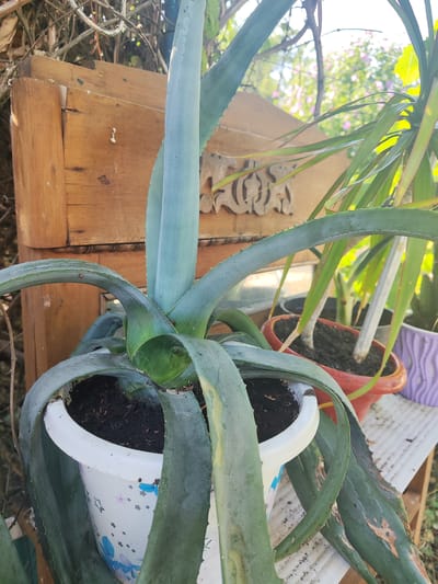 A close-up, eye-level, outdoor shot focuses on a potted aloe vera plant in the foreground, with its large, fleshy, pale blue-green leaves arching outwards. The plant is in a white pot with a star and flower pattern. Behind it, to the left, is a weathered, wooden structure, possibly part of a fence or a small cabinet, with visible wood grain and some peeling paint. To the right, several other potted plants are visible, including one with spiky, green leaves in an orange pot. The background is blurred but suggests a natural, possibly garden setting, with sunlight filtering through foliage and hints of pink flowers. The scene is set in Shabelskoye, Russia, indicated by the outdoor environment and vegetation typical of the region.