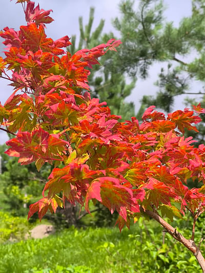 The image displays a close-up of vibrant red and green Japanese maple leaves on a branch, set against a blurred background of green foliage and a pale sky. The leaves exhibit a gradient of color, transitioning from bright red at the edges to yellow-green towards the center. A thin, woody branch with a rough texture extends horizontally across the lower right portion of the frame, supporting the cluster of leaves. In the background, out of focus, are the needles of a pine tree and lush green grass. There are no people or animals visible in the image. The scene appears to be an outdoor garden setting.