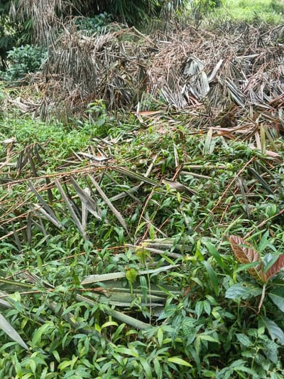 A dense landscape features fallen dried palm fronds scattered among vibrant green vegetation. The fronds, ranging from light to dark brown, intermingle with lush foliage composed of various leafy plants and grasses. Some plants display red-tinged leaves, adding a contrasting color. A thick layer of dried leaves lies in the background, obscuring the ground beneath. The scene suggests an overgrown area with decomposing plant matter.