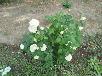 A close-up, eye-level shot shows a rose bush with several white roses and buds in a garden. The rose bush is in full bloom with lush green leaves and delicate white petals. Some roses are fully open, revealing their intricate layers, while others are in bud stage, hinting at future blooms. The ground beneath the bush is a mix of dark soil and sparse green ground cover, with some dry grass and scattered pebbles. In the lower left corner, part of another plant with white flowers, possibly petunias, is visible. The lighting suggests it is daytime, possibly late afternoon, with soft shadows indicating the sun is not directly overhead. The overall scene conveys a sense of natural beauty and tranquility, capturing the essence of a blooming garden. There is no visible text in the image. The location context indicates this scene is from Kabanbay, Kazakhstan.