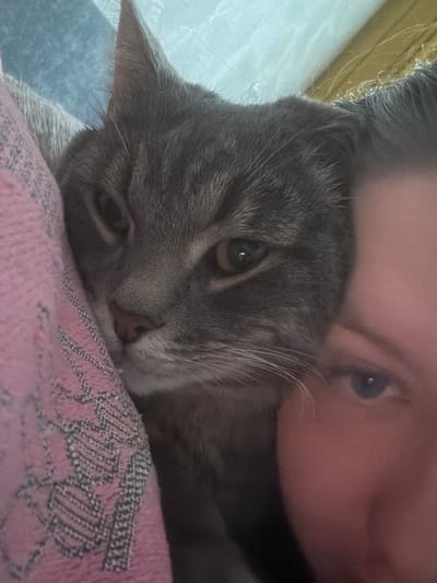 A close-up photograph features a grey tabby cat nestled against a pink blanket. The cat's face is the primary focus, with its eyes looking directly at the camera. To the right of the cat, a portion of a person's face is visible, with their cheek and eye in frame. The background is out of focus, showing hints of blue and yellow. The image appears to have been taken indoors. There is no discernible information about the location in the city of Шихово, Russia, within the provided image.
