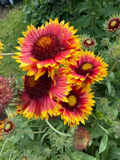 This is a close-up, high-angle, outdoor, vertical, eye-level shot of several Gaillardia flowers, commonly known as blanket flowers, in full bloom. The flowers display a vibrant gradient of colors, ranging from deep red at the center to bright yellow at the tips of their petals. The centers of the flowers are dark brown and fuzzy, with visible yellow pollen. The petals are thin and elongated, with a slightly wavy texture. Some of the flowers are in focus, while others are slightly out of focus, creating a shallow depth of field. In the background, lush green foliage and other, smaller buds of the same flower species are visible. The scene appears to be a garden or natural setting. The provided information states the location as Žemieji Rusokai, Lithuania, implying this is likely a view of a garden or wild flora in that specific area. There are no people, animals, or man-made structures prominently featured in the image. The overall impression is one of natural beauty and the abundance of flowering plants.