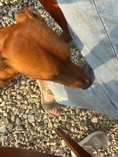 The image shows a close-up of a brown dog's head resting on a person's leg, which is covered in blue jeans. The dog's fur is short and appears to be smooth. The person is wearing a sandal on their right foot. The ground is covered in small gray and white rocks. The scene appears to be outdoors, possibly in a yard or park. There is a wooden chair leg visible in the foreground. The sunlight casts shadows on the rocks and the dog's fur, suggesting it is either morning or late afternoon. The specific location in Lyady, Russia is not discernible from the visual information in the image.