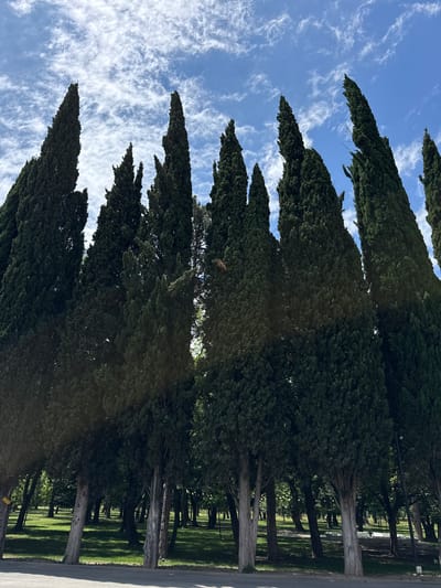 The image depicts a row of tall, dark green cypress trees against a bright blue sky with scattered white clouds. The trees are densely packed, creating a wall of foliage that dominates the upper portion of the frame. Some of the trees are straight and columnar, while others lean slightly. The ground beneath the trees is a grassy park area, with patches of sunlight and shadow. In the background, more trees are visible, creating a sense of depth. The overall impression is one of a lush, green park. The image appears to be taken from a low angle, looking up at the trees. There are no people or animals visible in the image. The environment suggests a public park or garden, possibly in a temperate climate.