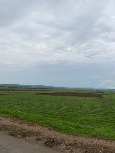 The image shows a landscape in Assob Hausa, Nigeria. On the right, there is a green field with linear patterns, possibly rows of crops. Patches of dark brown soil are visible within the field. A dirt path or road runs along the right edge of the field, transitioning into a concrete surface in the lower right corner. To the left of the field, the sky is overcast with light gray clouds. In the distance, a faint line of trees or hills is discernible along the horizon. No people or animals are clearly visible in the image.