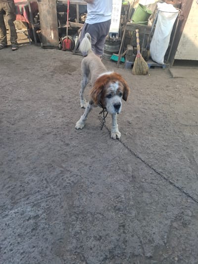 A shorn dog with a white tuft of fur on its tail and brown fur around its head stands on a dirt or gravel surface. The dog is tethered by a metal chain. In the background, a person wearing dark pants and sandals stands to the left, and another person wearing a white t-shirt and dark shorts stands in the center. Various objects, including a green bucket, brooms, and a large white bag, are visible in the background, suggesting an outdoor, possibly industrial or rural, setting. The environment appears to be located in Dokuchaievske, Ukraine.