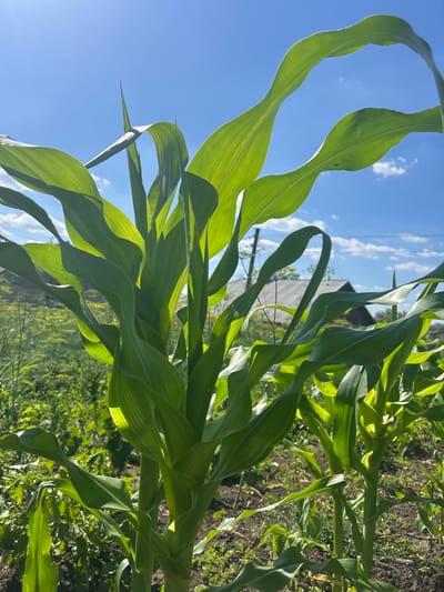 This is a close-up, low-angle shot of young corn stalks against a bright blue sky with scattered white clouds. The sun is shining brightly, illuminating the vibrant green leaves of the corn plants, some of which are curled and wavy. In the background, out of focus, is a rural landscape with greenery and a dark-colored roof of a building visible. The image appears to have been taken outdoors in a garden or field. There are no people or animals visible in the frame. The setting suggests a sunny day in a rural agricultural area.