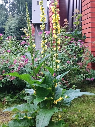 In the city of Alabino, Russia, a garden setting is depicted with a focus on tall, flowering plants. Two prominent plants with elongated stems are adorned with numerous small yellow flowers, arranged in spikes. Their large, textured green leaves are visible at the base. Behind these, a dense bed of smaller plants with clusters of pink-purple flowers creates a backdrop. To the right, a section of a red brick wall and a dark vertical fence are present, suggesting the edge of a property or building. In the background, evergreen trees and a light-colored utility box are discernible, contributing to the outdoor, suburban environment. The ground is covered in grass and loose soil.