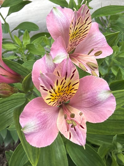 This is a close-up, eye-level, vertical shot of two pink Alstroemeria flowers in bloom. The flowers have delicate, ruffled petals with striking yellow centers featuring dark red streaks. Several stamens with brown pollen are visible. The flowers are surrounded by lush, green foliage. The background is softly blurred, appearing to be a light-colored wall or structure. The scene is outdoors, possibly in a garden setting within the city of Selanovtsi, Bulgaria. There are no people or animals present in the image. The lighting suggests daylight.