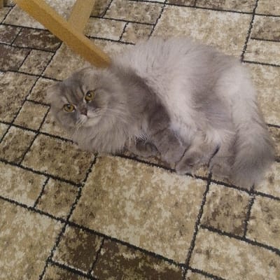 A fluffy, grey cat lies on a carpet with a brick-like pattern. The cat's amber eyes are open, and it faces the camera. Part of a wooden chair leg is visible in the upper left corner. The cat is curled into a semi-circle, with its tail near its back. The carpet's color scheme is tan and brown with black lines creating the brick outlines. The lighting is even, highlighting the texture of both the cat's fur and the carpet.