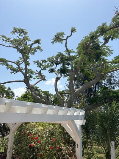A wide-angle, eye-level, outdoor shot captures a vibrant scene beneath a clear blue sky dotted with sparse white clouds. In the foreground, a white wooden pergola with a slatted roof extends across the lower third of the frame, supported by thick posts. Beneath the pergola, a dense bush is laden with bright red flowers and lush green foliage. To the right of the pergola, a large palm tree with spiky fronds stands tall.
Dominating the middle and upper sections of the image is a large, mature tree with thick, gnarled branches reaching upwards and outwards. The tree is covered in light green, feathery leaves, with occasional small pink flowers scattered amongst them. The rough, grey bark of the tree is clearly visible.
In the background, behind the main tree, a darker, denser collection of trees and foliage can be seen, along with hints of a fence and other greenery. The overall impression is one of a tropical or subtropical garden setting. The lighting suggests it is daytime, likely midday, with the sun casting clear light and shadows. The image appears to be located in Holmes Beach, United States of America.