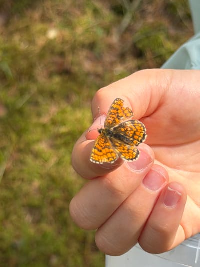 A small butterfly with orange and black wings rests on the fingers of a person's hand. The butterfly's wings are partially open, revealing intricate patterns. The person's hand is lightly tanned, and their fingernails are visible. The background is a blurred image of green and brown vegetation, suggesting an outdoor setting in a natural environment. The image appears to have been taken in Mucenieki, Latvia, likely in a park or wooded area. The lighting suggests it is daytime, with sunlight filtering through the trees, creating dappled shadows. The focus is on the butterfly and the hand, with the background intentionally blurred to draw attention to the subject.