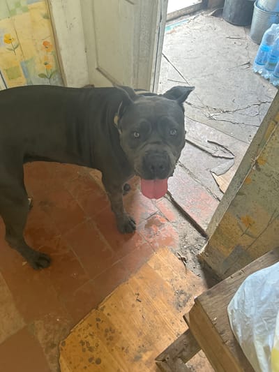 A dark-colored dog, likely a pitbull or similar breed, is lying on a floor composed of terracotta tiles and wood planks. The dog's tongue is hanging out, suggesting it may be hot or panting. Its eyes are open, and it appears to be looking upwards. The scene is indoors, with a somewhat dilapidated appearance. The floor shows signs of wear and tear, with some areas of peeling linoleum or wallpaper. In the background, there are some plastic water bottles and a metal bucket. Further back, a wooden surface is visible, with a white plastic bag on top. The lighting suggests it is daytime, though no specific time can be determined. The environment appears to be a storage area, shed, or possibly a room under renovation. There is no visible text in the image. The overall impression is one of a domestic setting that is not meticulously maintained, with the dog being the central focus of the image.