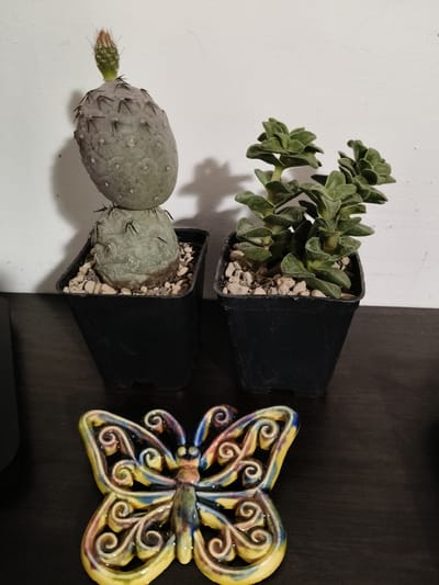The image shows a still life arrangement on a dark wooden surface. In the background, against a white wall, are two potted succulents. The succulent on the left is a cactus with a grey-green oval pad topped with a small, reddish-green bud. It is in a black square pot filled with small, light-colored pebbles. The succulent on the right is a compact plant with stacked, fleshy green leaves. It is also in a black square pot filled with pebbles. In the foreground, a colorful ceramic butterfly ornament lies flat on the wooden surface. The butterfly is predominantly yellow with swirling patterns of blue, purple, and pink. The image does not provide any information about the city of Bova Marina, Italy, or any specific location within it.