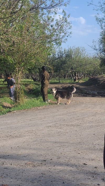 The image shows an outdoor scene, possibly in a rural area near Qila Saifullah, Pakistan. A dirt road runs along the right side of the frame. A man in a brown jumpsuit stands on the grass bordering the road, near a large dog. The dog is multi-colored with a bushy tail. In the background, trees line the path. Another person stands near trees and bushes to the left. The sky is visible with patchy clouds above the trees.