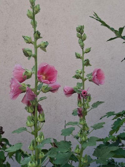Two tall stalks of pink hollyhock flowers stand in front of a textured, light-colored wall. The stalk on the left has several open pink blooms and numerous green buds. The stalk on the right also features a few open pink flowers and many more green buds. The flowers are in focus, with the wall serving as a blurred background. Green leaves and other foliage are visible at the bottom and to the right of the stalks. The image appears to have been taken outdoors in Klettgau, Germany, given the context of the request. No people are present in the scene.