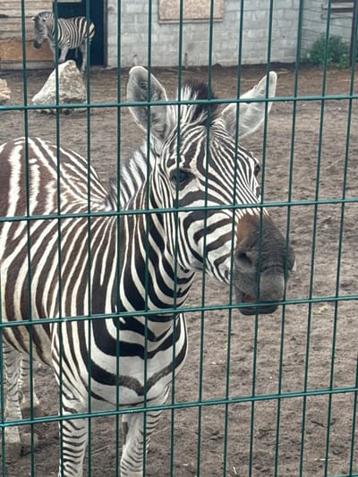 In Zaliznychne, Ukraine, a close-up view captures a zebra behind a green metal fence. The zebra's head and upper body are prominently displayed, with its distinctive black and white stripes filling the frame. The animal appears to be standing in an enclosure with a dirt ground. In the background, another zebra is visible standing on a rock near a dark opening, possibly an entrance to a structure. The overall scene suggests an enclosure within a zoo or animal park.