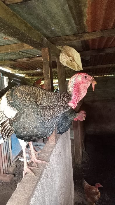 The image displays an animal enclosure within Gesima ward, Kenya. In the foreground, a large turkey with speckled black and white plumage, white tail feathers, and a prominent reddish-pink featherless head featuring caruncles and a snood, stands on a rough, light-grey concrete wall. A second turkey, partially visible behind the first, exhibits a similar reddish-pink head. A brown chicken with a reddish, featherless head is present on the dark ground in the lower right background. The enclosure's ceiling consists of corrugated metal sheets, displaying varying degrees of rust and weathering. Rough-hewn wooden beams and vertical posts support the structure. A light-colored, crumpled sack hangs from a horizontal wooden beam in the upper center. The ground within the enclosure appears dark, consistent with soil or accumulated organic matter.