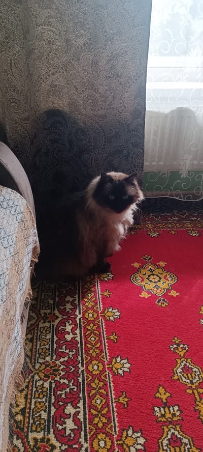 A fluffy, long-haired cat with dark points, blue eyes, and a light-colored chest is sitting on a red rug with a patterned border. The cat is positioned on the right side of the image. To the left of the cat is a dark-colored curtain with a paisley pattern, and further to the left is the armrest of a couch covered with a textured fabric. A white curtain with a floral pattern is visible behind the cat on the right side. The scene is indoors, likely in a residential setting. The location is identified as Smolodinka Dp, Russia.
