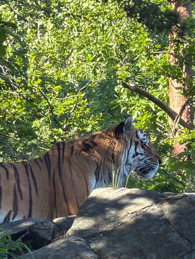 A large adult tiger is captured in a profile view, facing towards the right side of the frame. The tiger exhibits characteristic orange-brown fur with prominent black vertical stripes across its body. Its head features white markings around the muzzle, eyes, and lower jaw, complemented by long white whiskers extending forward. The animal's ears are visible at the top of its head, and its gaze appears directed slightly downwards and to the right.
The tiger stands amidst and behind large, multi-faceted grey rocks that occupy the lower half and foreground of the image. Patches of green vegetation, including grasses and small leaves, are present around the rocks and in the immediate foreground. The background is dominated by a dense array of verdant green foliage, consisting of numerous leaves and branches from trees, indicative of a rich, wooded environment. Sunlight strongly illuminates the scene, creating bright highlights on the leaves and dappled shadows across the rocks in the foreground. A reddish-brown tree trunk and additional branches are visible on the far right side of the background. No human subjects or artificial structures are discernible within the frame. This naturalistic habitat scene is located in Kristiansand, Norway, likely at the Kristiansand Zoo and Amusement Park.