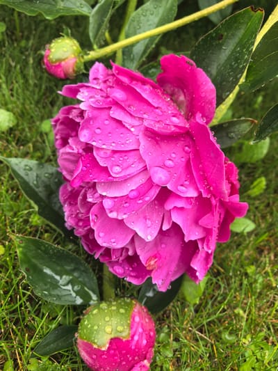 A close-up, vertical shot shows a vibrant pink peony flower with numerous water droplets on its petals, glistening from recent rain. Two unopened peony buds, one in the upper left and another in the lower center of the frame, are also visible, their green sepals tipped with pink. The flowers are surrounded by lush green grass and dark green leaves, some of which also bear water droplets. The scene is set outdoors in a natural environment, likely a garden. There is no indication of human presence or any urban elements that would suggest a location within Nikul'chino, Russia, or any other specific city. The focus is entirely on the botanical subject matter, emphasizing the texture and detail of the peony and the effect of the rainfall.