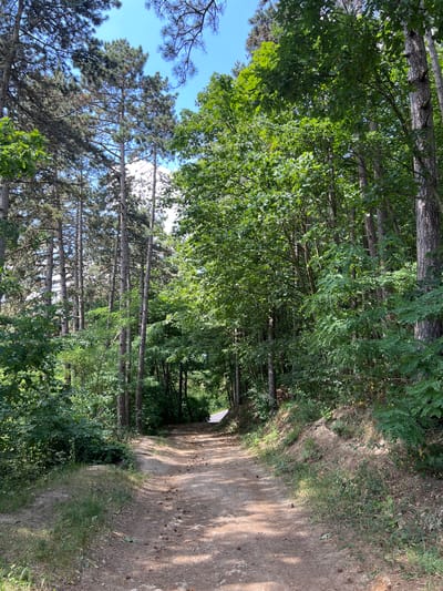 A dirt road winds through a dense forest. Tall pine trees with dark bark line the left side of the road, their needles forming a canopy overhead, interspersed with the brighter green leaves of deciduous trees. The road is covered in loose dirt and small stones, with scattered pinecones. The environment is lush and green, with various types of vegetation visible. The sky is a clear blue, with some sunlight filtering through the trees. The scene depicts a natural outdoor environment, likely a hiking or walking path in a forested area. The image was captured in Karniowice, Poland.