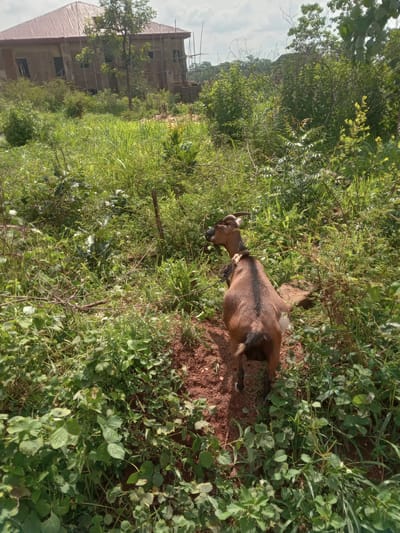 The image shows a brown goat lying on the ground in a grassy, overgrown area. The ground is reddish-brown soil, partially covered by green vegetation. In the background, there is a building under construction with scaffolding visible, and the vegetation seems to indicate this is the Achara Ndiagu Omegio, Nigeria countryside. There are no people immediately visible in the frame. The goat is the main subject and appears to be resting.