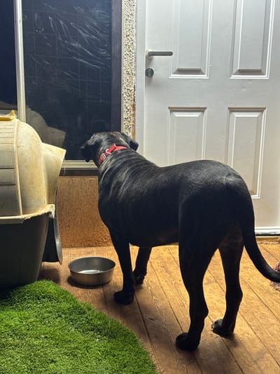 A brindle dog wearing a red collar stands on a wooden floor next to a patch of artificial turf. A metal food bowl is nearby. In the background, a white door with rectangular panels is visible. To the left, there is a window covered with what appears to be plastic sheeting. A large, beige pet feeder is also present, positioned partially in front of the window.