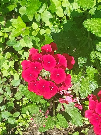 The image shows a cluster of vibrant red flowers, possibly verbena, blooming in a garden setting. The flowers are arranged in a circular pattern, with delicate purple centers visible on some petals. They are surrounded by lush green foliage, creating a natural and organic backdrop. The soil is dark and appears to be moist, indicating a healthy growing environment. Sunlight casts dappled shadows on the leaves and flowers, suggesting an outdoor scene on a bright day. The location is specified as a garden in the city of Srednebeloye, Russia. There are no people or animals present in the image, and the focus is solely on the natural beauty of the flora.