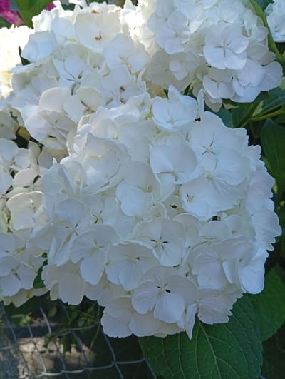 The image is a close-up shot of a large cluster of white hydrangeas. The flowers are densely packed, with many individual florets creating a voluminous, rounded bloom. The petals are delicate and layered, with visible veins and a slightly crinkled texture. Some of the florets are fully open, revealing their star-shaped centers, while others are still partially closed. The lighting is bright, casting subtle shadows that highlight the depth and texture of the flowers. In the background, glimpses of green foliage are visible, along with a hint of purple flowers in the upper left corner. A wire fence is present in the lower left and center of the image, suggesting an outdoor setting. The image does not contain any people or indicate a specific location in the city of Murten, Switzerland.