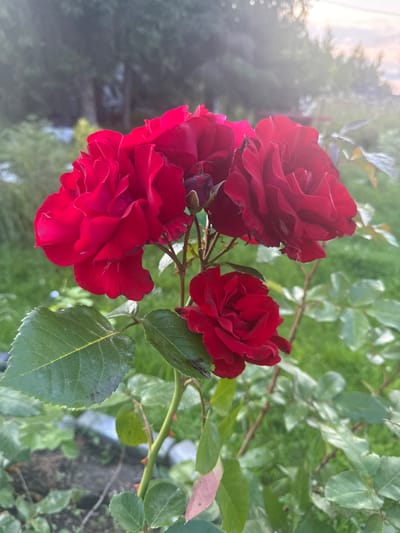 A cluster of three deep red roses blooms on a green stem with thorny branches and leaves. The roses are in full bloom, with layered petals. The background is a blurred garden scene with green grass and foliage, suggesting an outdoor environment. The top right corner of the image shows a bright, hazy sky, possibly indicating sunset or sunrise, with some bokeh effects from lens flare. The scene is located in Lyady, Russia.