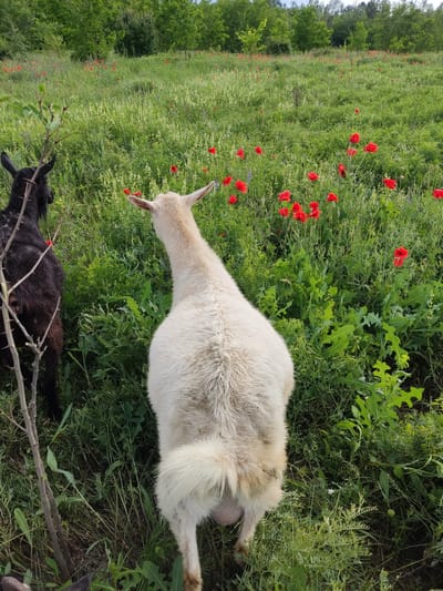 Two goats, one black and one white, are standing in a field of green grass with scattered red poppies. The black goat is on the left, facing away from the camera, and its head is turned to the left. The white goat is in the center, also facing away from the camera, with its head turned slightly to the right. The field extends into the background, where more red poppies and green trees are visible. The sky is overcast. The scene appears to be in the village of Mar'yanivka, Ukraine.