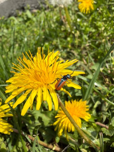 A medium-close, eye-level shot captures a vibrant yellow dandelion flower in full bloom. A red-brown beetle with a black head and blue accents is perched on the flower. The dandelion sits amidst green grass and other dandelion flowers, some in focus and some blurred in the background. The location is Karadjovo, Bulgaria.