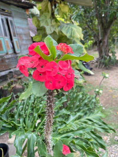 A close-up, medium shot focuses on a cluster of vibrant pink flowers with green leaves in the foreground. The flowers are blooming from a thorny stem, which is also in sharp focus. Behind the flowers, a wooden building with weathered blue and white siding and closed windows is visible. Lush green foliage, including large, wavy leaves and trees, fills the background. The ground appears to be dirt and gravel. The overall scene suggests an outdoor setting in a residential or rural area, possibly a garden in Saramaba, Indonesia. No people are present in the image.