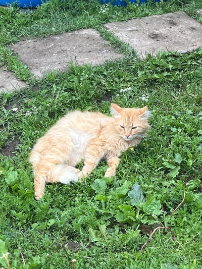 A ginger cat is lying on its side in lush green grass, its body partially exposed to reveal its pale underside. The cat has its eyes partially closed and its mouth slightly open, giving it a relaxed or perhaps slightly uncomfortable appearance. The grass is interspersed with small white flowers and some broader green leaves. In the background, there are several flat, square concrete slabs partially covered by grass, suggesting a pathway or patio. A hint of a blue structure is visible in the upper left corner of the image. The overall setting appears to be an outdoor residential area.
