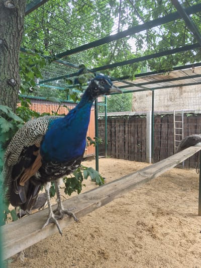 An adult male peacock, characterized by its iridescent blue neck and speckled grey and black plumage, stands on a weathered wooden beam. The beam is positioned diagonally across a sandy enclosure, suggesting an aviary or zoo exhibit. Behind the peacock, a rustic wooden fence forms the enclosure's backdrop, with a metal ladder leaning against it. The enclosure is partially covered by a mesh roof with greenery visible above, indicating an outdoor or semi-outdoor setting. In the background, another peacock, appearing to be a female or juvenile with muted grey and brown feathers, is perched on a similar beam. The scene is likely located in Volzhskii, Russia, given the context of its zoo or park.