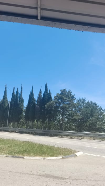 The image depicts a roadside scene under a clear blue sky. In the foreground, a paved road curves to the right, with a strip of grass and a concrete curb separating it from the other side of the road. Beyond the road, a metal guardrail runs along the edge of a tree line. The trees are a mix of tall, slender cypress-like evergreens and broader, fuller coniferous trees. The overall impression is one of a sunny day in a semi-urban or rural area, possibly along a highway or main road. The location is identified as Кореизский поселковый совет, Ukraine. The image is captured from a slightly elevated perspective, looking out over the road and the trees.