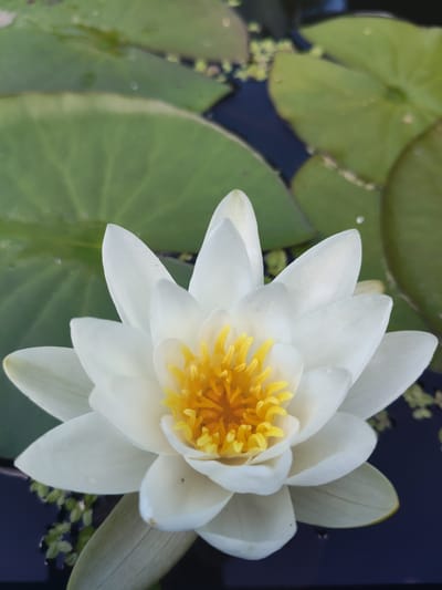 This close-up, eye-level shot captures a pristine white water lily with a vibrant yellow center. The flower is the primary subject, its petals gracefully unfurling outwards, with the delicate yellow stamens forming a rich, textured core. The bloom rests on the dark, still surface of a body of water, likely a pond or lake. Surrounding the lily are large, flat, green lily pads, their veins clearly visible. Small, lighter green aquatic plants are scattered across the dark water, adding a touch of detail and texture to the background. A few tiny water droplets are visible on the petals and lily pads, suggesting recent rain or dew. The lighting appears natural, with soft illumination highlighting the water lily's features without harsh shadows. The overall impression is one of tranquility and natural beauty, common to a peaceful aquatic environment. The context of Beketovo, Russia, suggests this scene is likely found in a natural setting within that region during the warmer months when water lilies are in bloom. There is no visible text in the image.