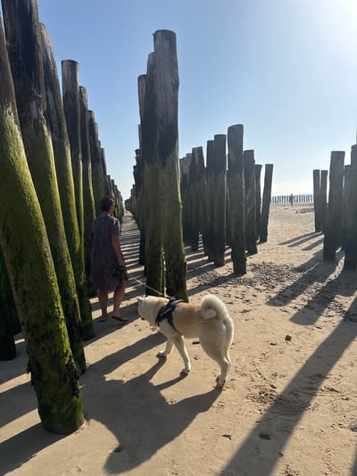 This is a landscape orientation, low-angle shot of a beach with a line of wooden breakwaters. The breakwaters are dark, weathered wood, some with green algae growth, and are positioned diagonally across the frame. The sandy beach is visible to the right, casting long shadows from the breakwaters. The sky is a clear, bright blue, suggesting a sunny day.

In the foreground, a person is walking a dog on a leash along the beach, between the breakwaters. The person, wearing a patterned dress and flip-flops, is facing away from the camera. The dog, a light-colored husky or similar breed, is also facing away, sniffing the sand.

Further down the beach, a line of smaller breakwaters extends towards the horizon. In the far distance, a few small structures and possibly other beachgoers can be seen. The overall impression is a peaceful day at the beach, with the natural elements of sand, sea, and sky dominating the scene. The bright sunlight indicates it's likely daytime, possibly late morning or afternoon due to the long shadows. The leash on the dog has visible text: "Go the Extra Mile".