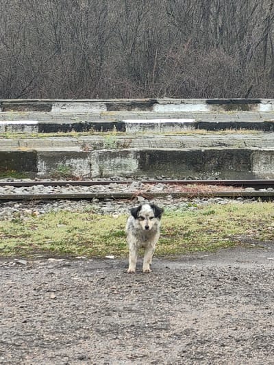 This image depicts an outdoor scene in the city of Dralfa, Bulgaria, under overcast conditions. The central subject is a small to medium-sized dog, presenting with a mottled white, grey, and black coat, dark ears, and dark markings around its eyes. The dog stands on a dark, wet gravel or dirt surface, facing directly towards the camera.
Immediately behind the dog is a strip of sparsely vegetated ground with green grass and some dry weeds, leading to a set of railway tracks comprised of two rails on a bed of gravel ballast. Beyond the tracks, the background features a tiered concrete structure, possibly a disused platform or seating, with alternating sections painted black and white. The white sections exhibit patchy remnants of snow or ice. This structure shows signs of wear, dirt, and minor vegetative growth. Above and behind the concrete structure, a dense expanse of deciduous trees and shrubs, devoid of foliage, suggests a late autumn or winter setting. No other individuals or active elements are discernible in the frame.