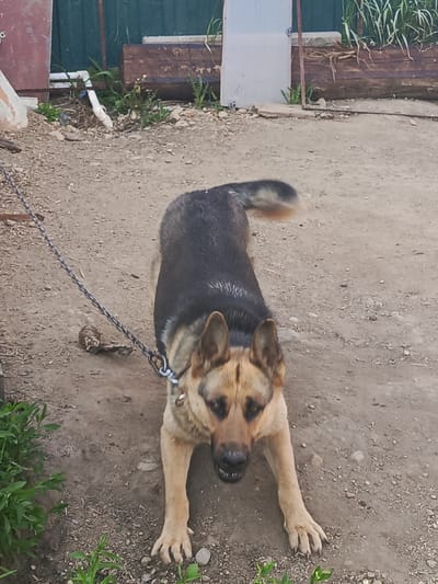 A German Shepherd dog is leashed and on a dirt surface. The dog is alert and looking towards the camera with its mouth slightly open. The background consists of a green fence, some wooden structures, and sparse vegetation. There is no indication of the city of Steklyanka, Russia, in the image itself.
