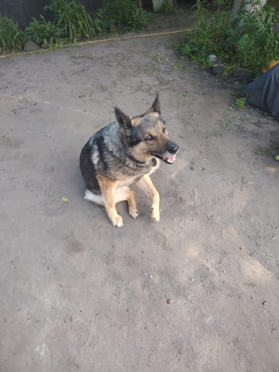 A German Shepherd dog is sitting on a dirt ground with its hind legs tucked underneath its body and its front paws extended forward. The dog is facing left and has its mouth open, appearing to pant or be in mid-bark. The dog's fur is a mix of brown, black, and tan. The ground is a rough, dusty texture with some small pebbles and debris. In the background, there is green foliage and a tree trunk on the right side. The environment appears to be outdoors, possibly in a yard or rural area. There is no indication of the city of Bakhmach, Ukraine.